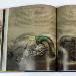 Sách Nhập Khẩu Harry Potter 5 cuốn Bìa Cứng In Màu - Harry Potter Hardcover 12 img 3340