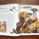 Bộ Sách The Story of Food : An Illustrated History of Everything We Eat 6 6