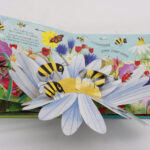 Usborne Pop up Nature