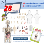 Bộ mô hình cơ thể người 4D trong suốt 27 chi tiết