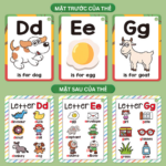 Mặt trước - mặt sau